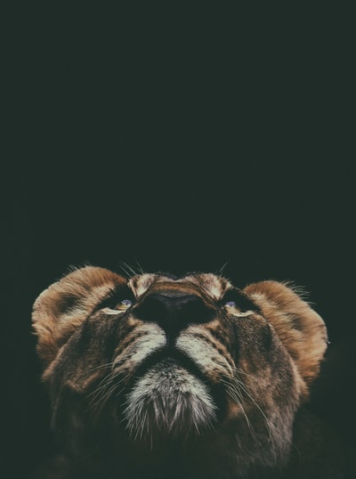 褐狮仰望微距镜头摄影